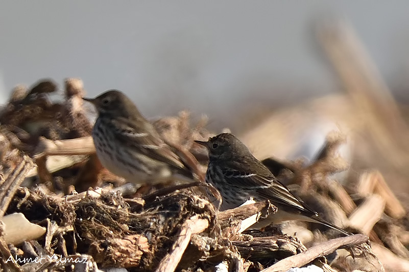 Buff-bellied Pipit