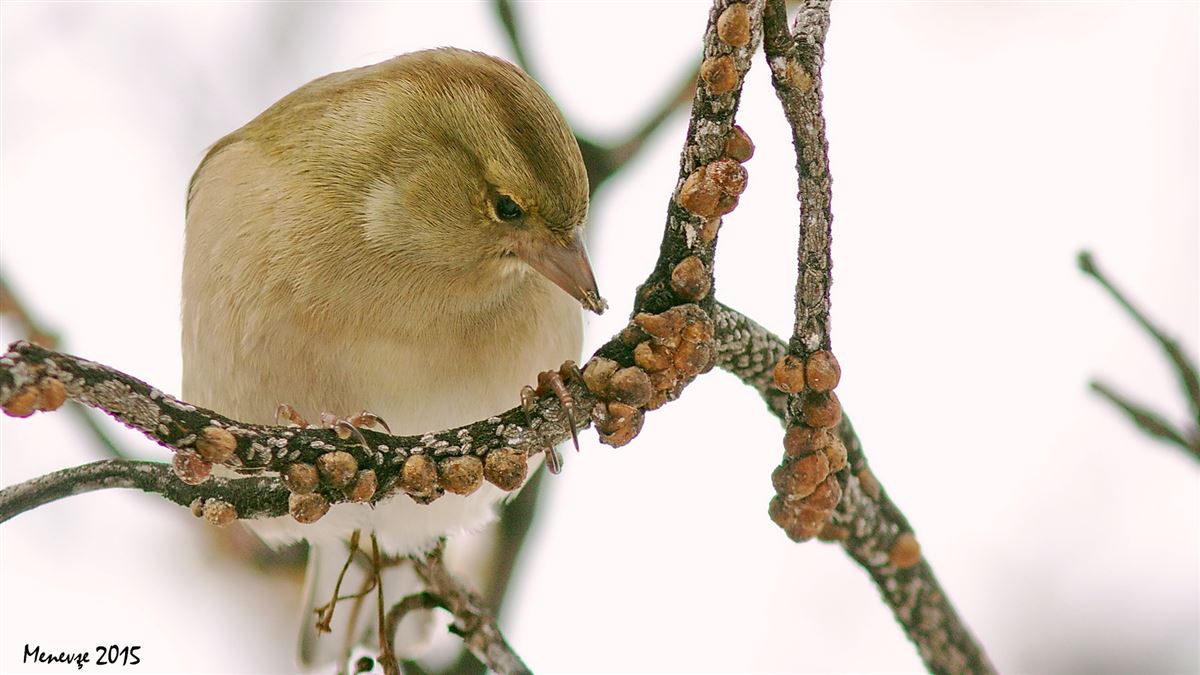 Eurasian Chaffinch