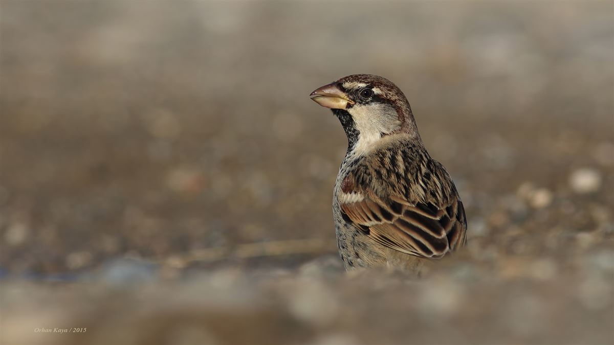 Spanish Sparrow