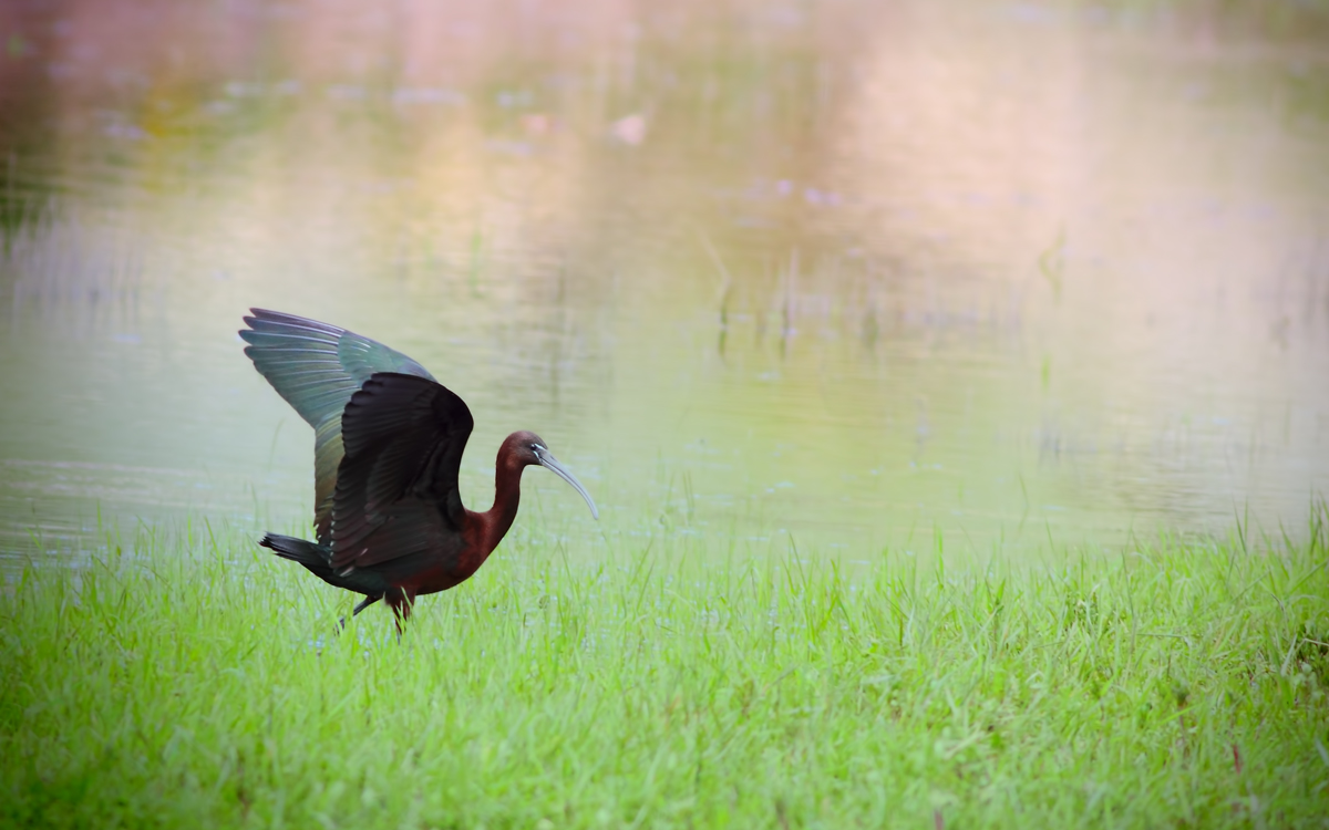 Glossy Ibis