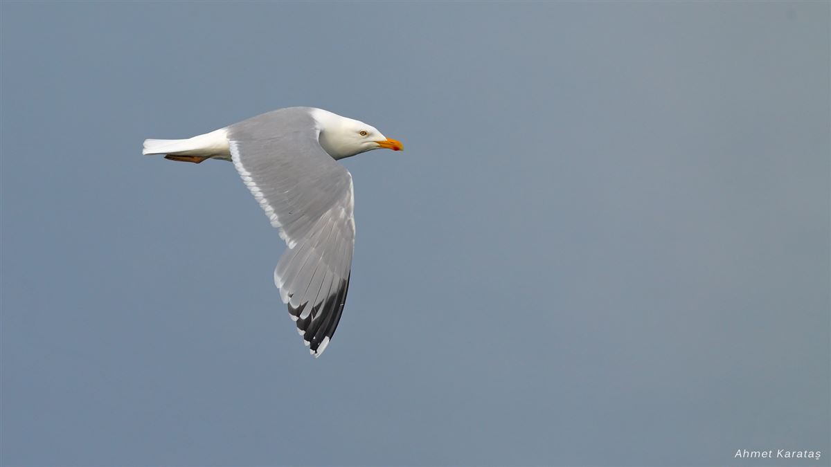 European Herring Gull