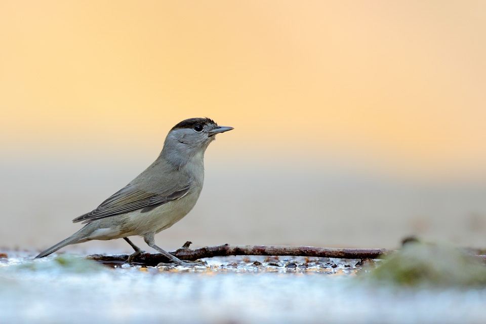 Eurasian Blackcap