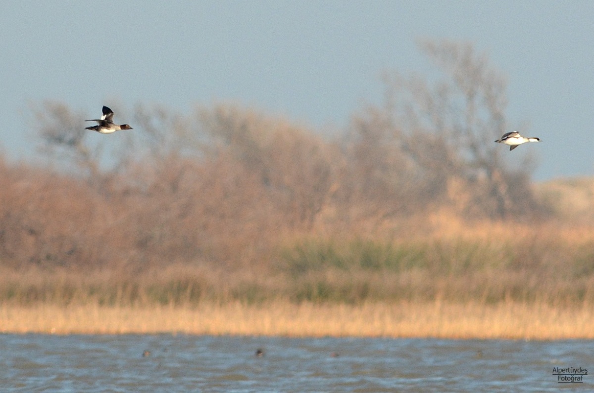 Common Goldeneye