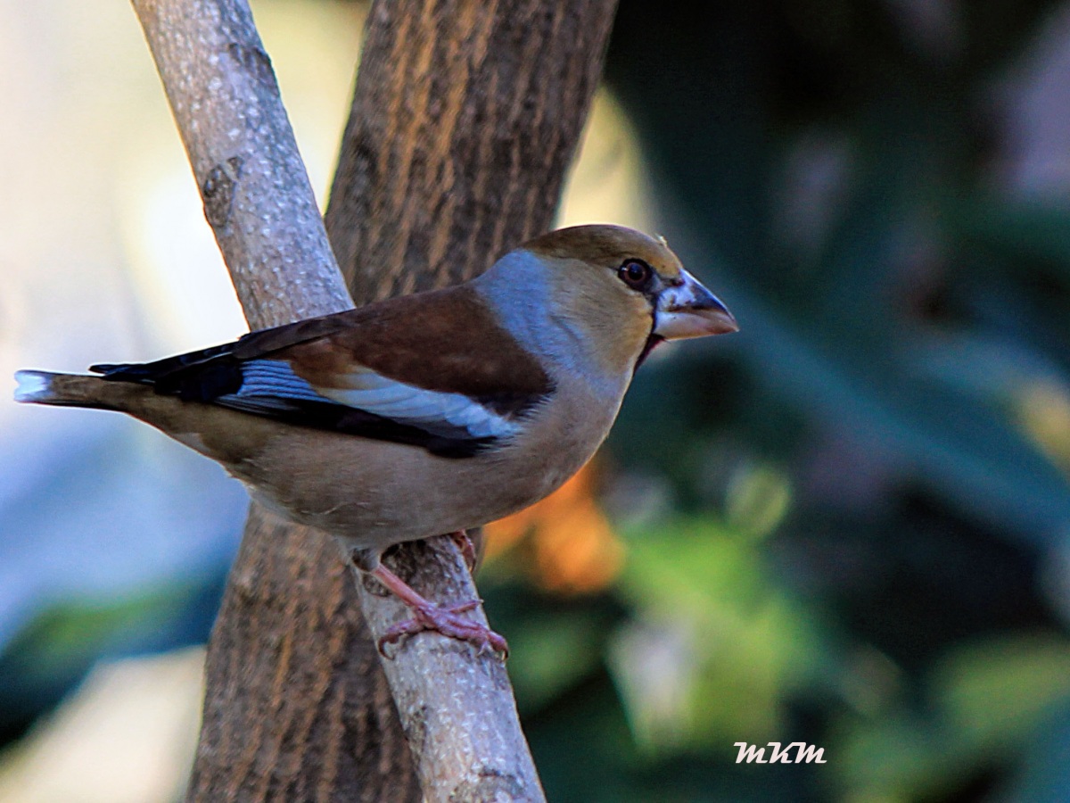 Hawfinch