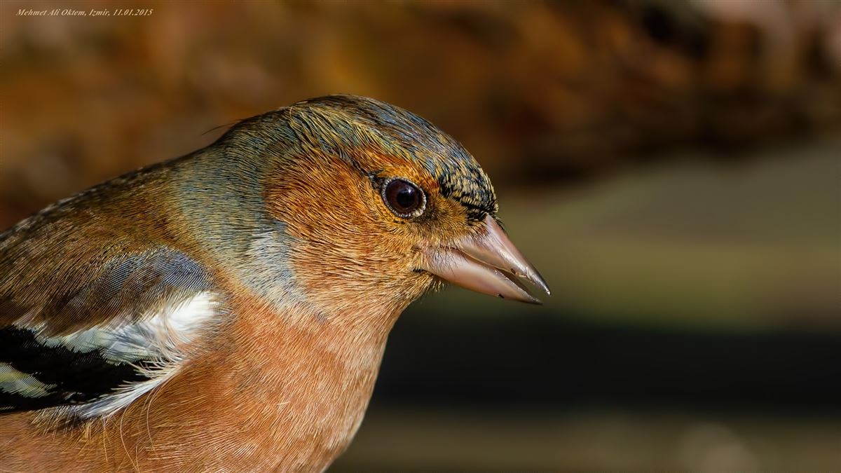 Eurasian Chaffinch