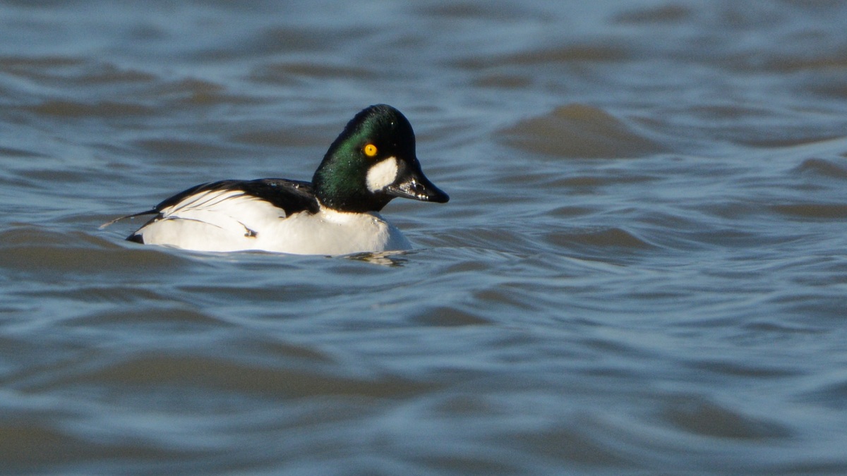 Common Goldeneye