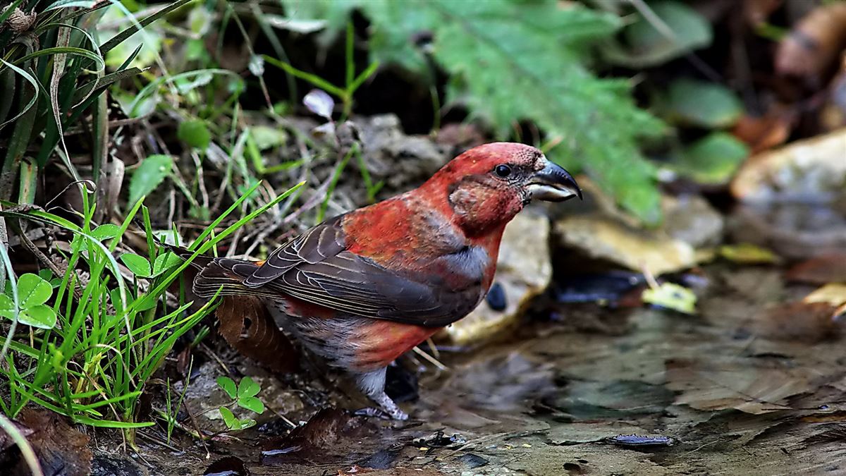 Red Crossbill