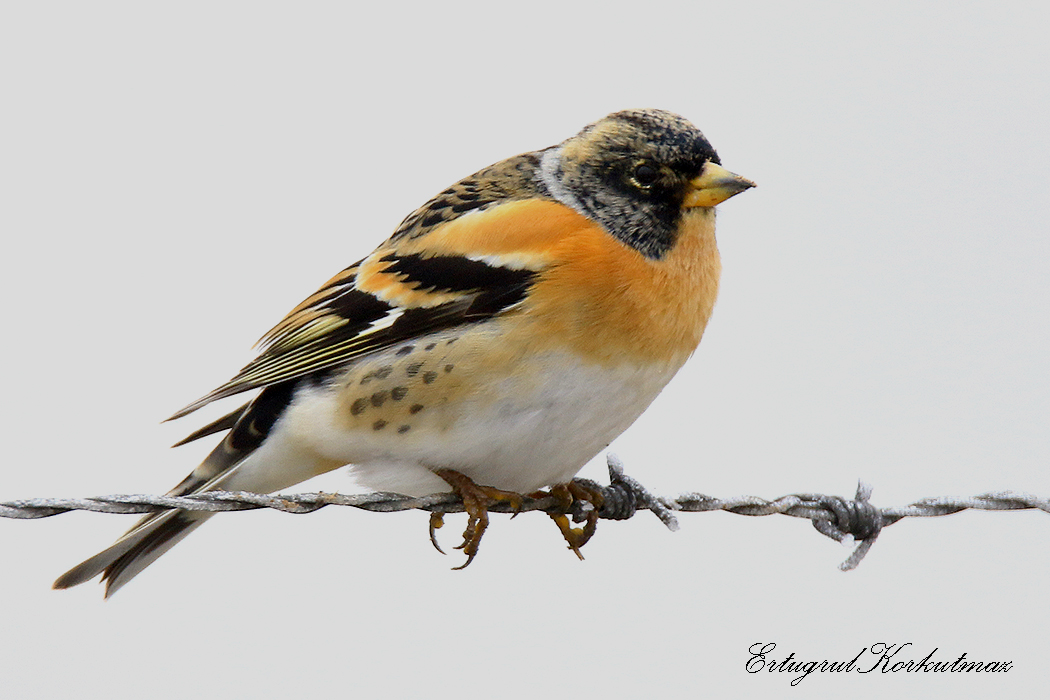 Brambling