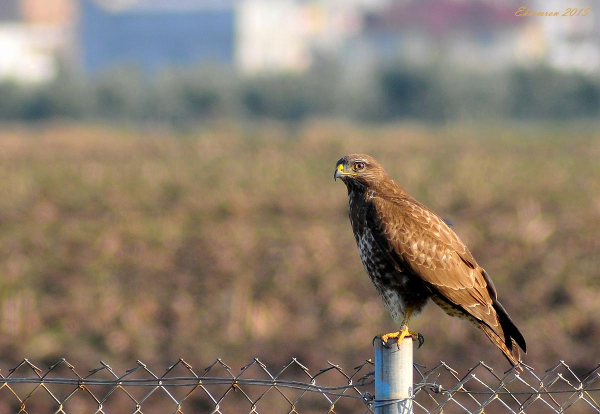 Common Buzzard