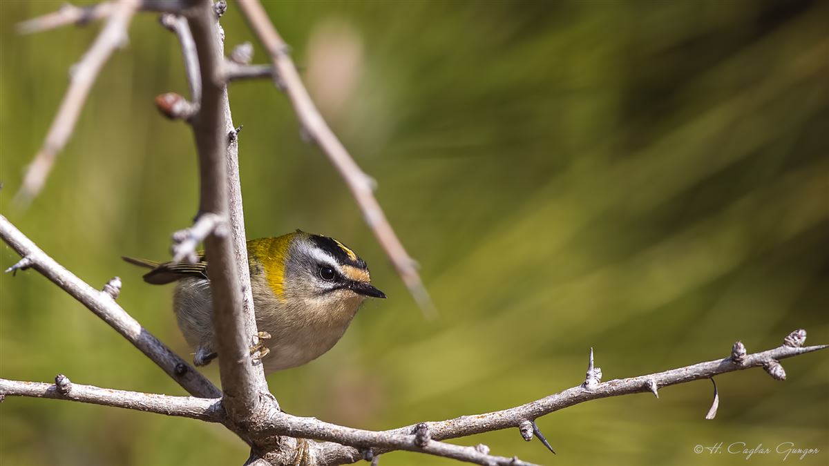 Common Firecrest