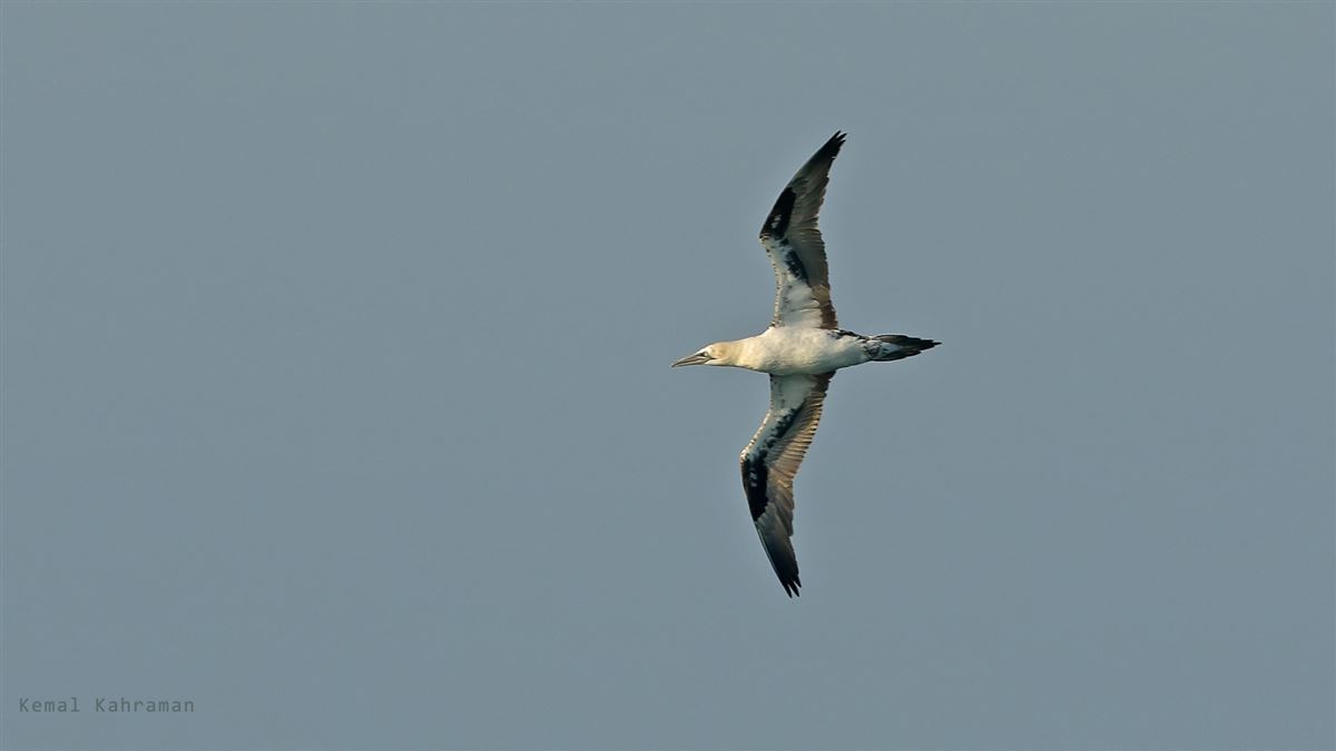 Northern Gannet