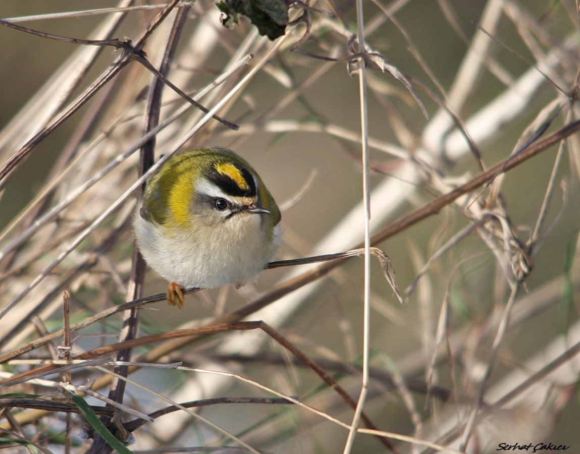 Common Firecrest