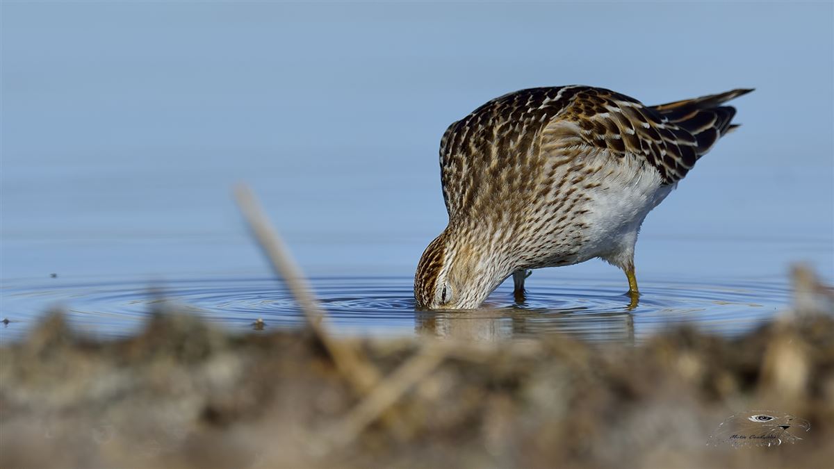 Pectoral Sandpiper
