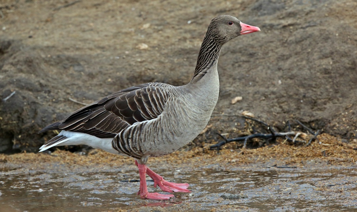 Greylag Goose