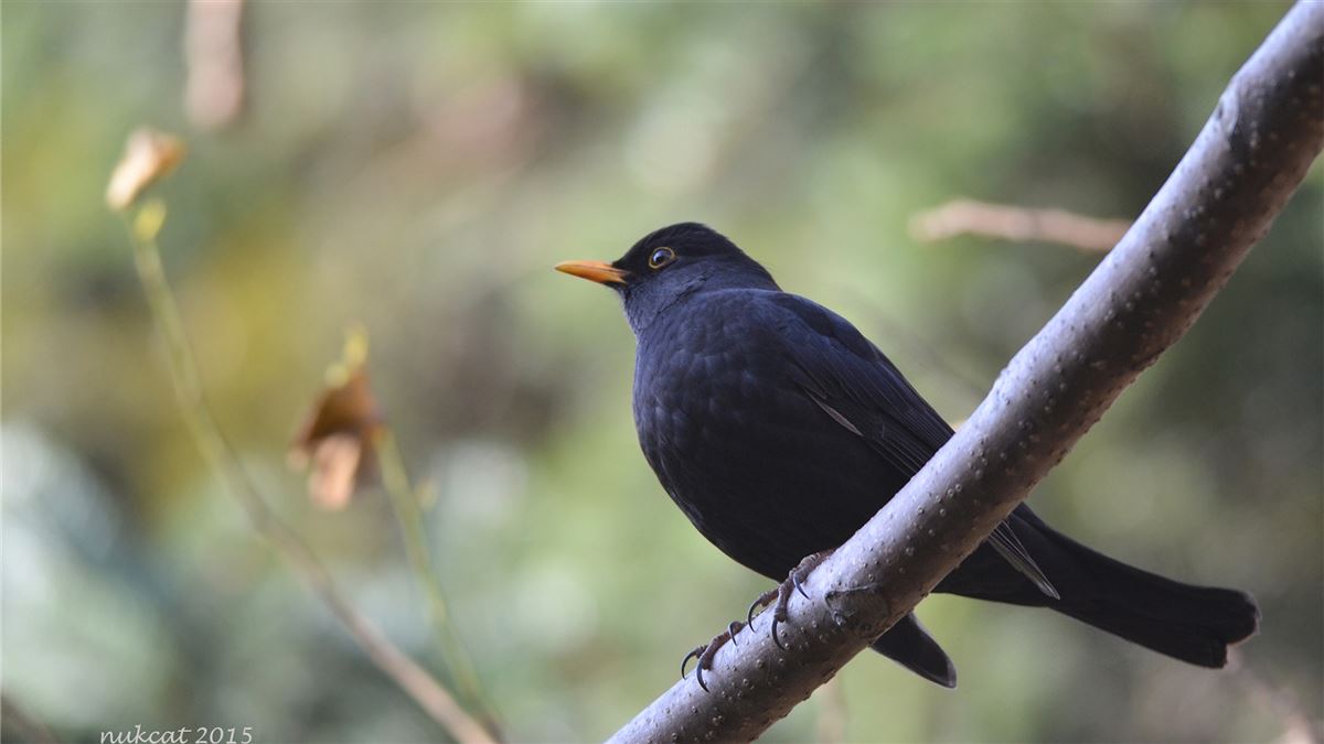 Common Blackbird