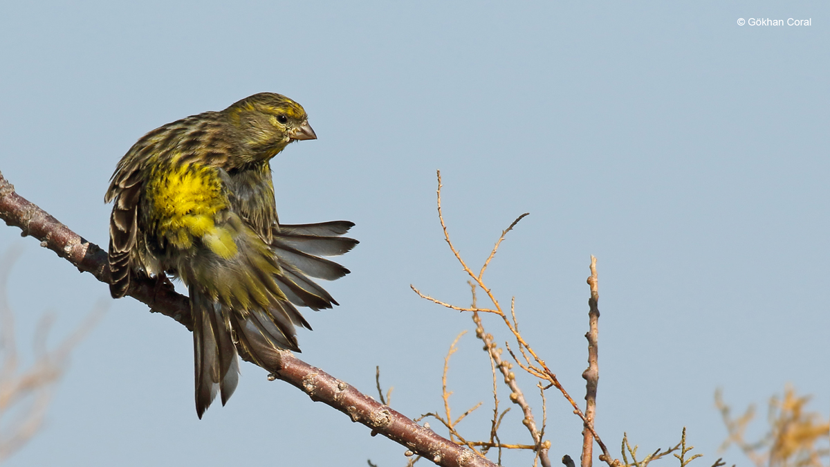 European Serin