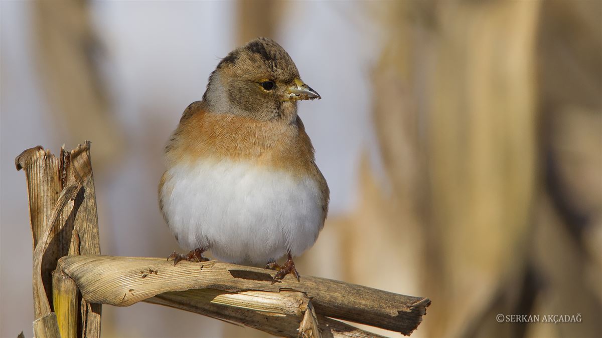 Brambling