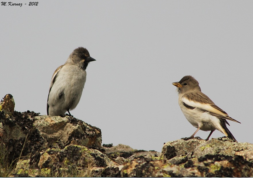White-winged Snowfinch