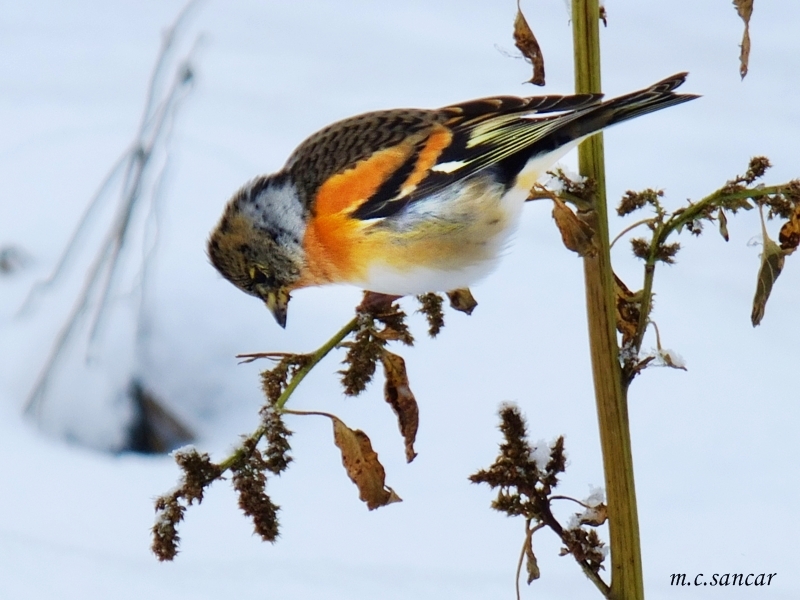 Brambling