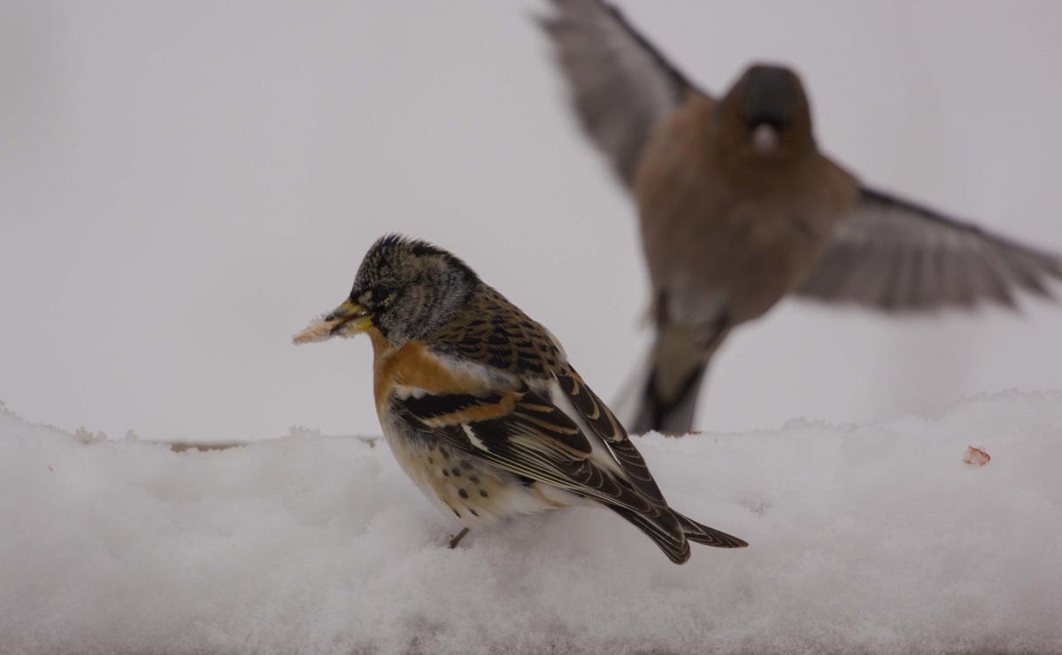 Brambling