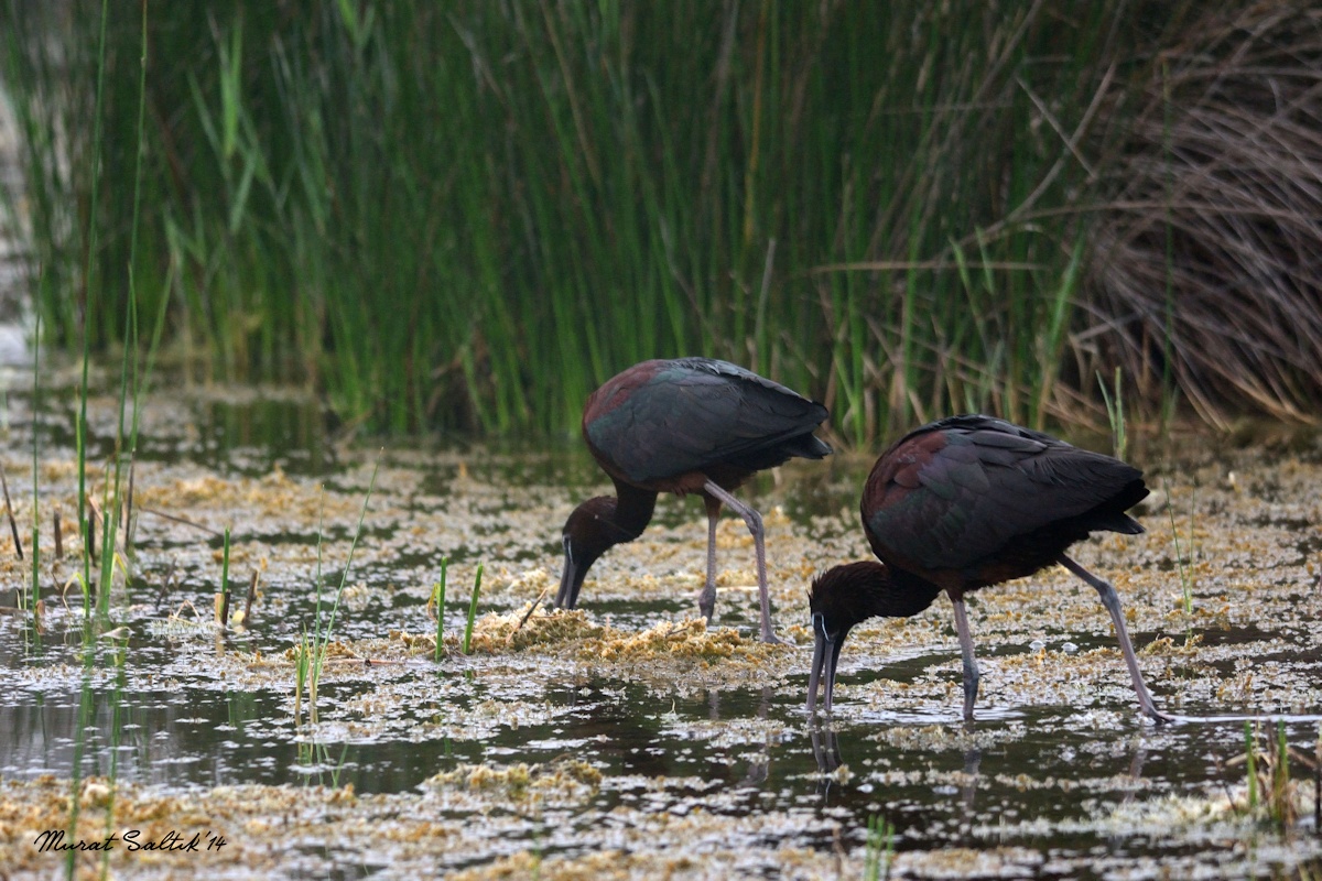 Glossy Ibis