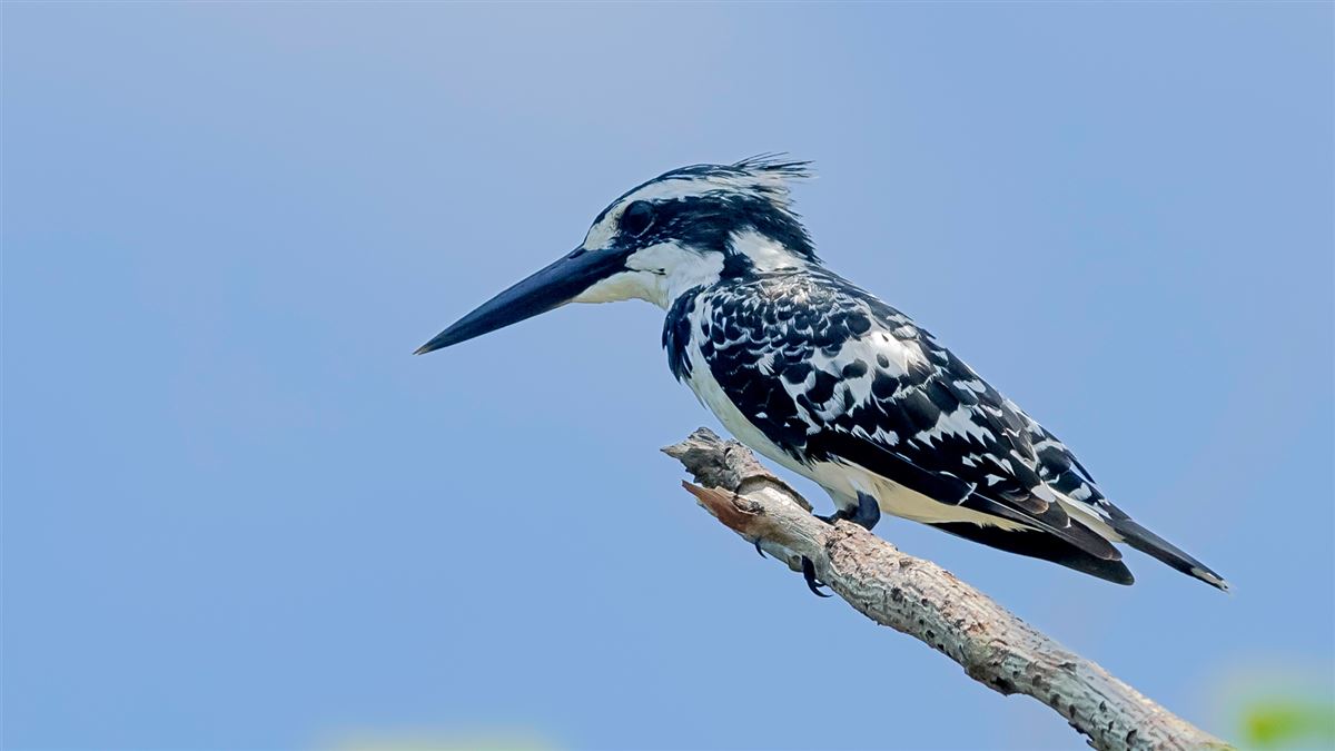 Pied Kingfisher