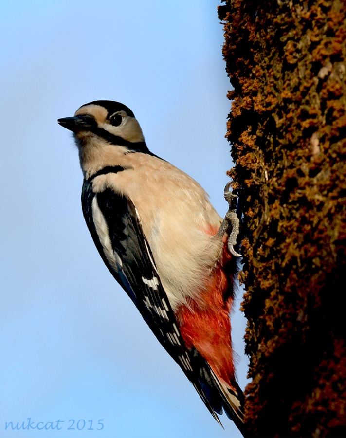 Great Spotted Woodpecker