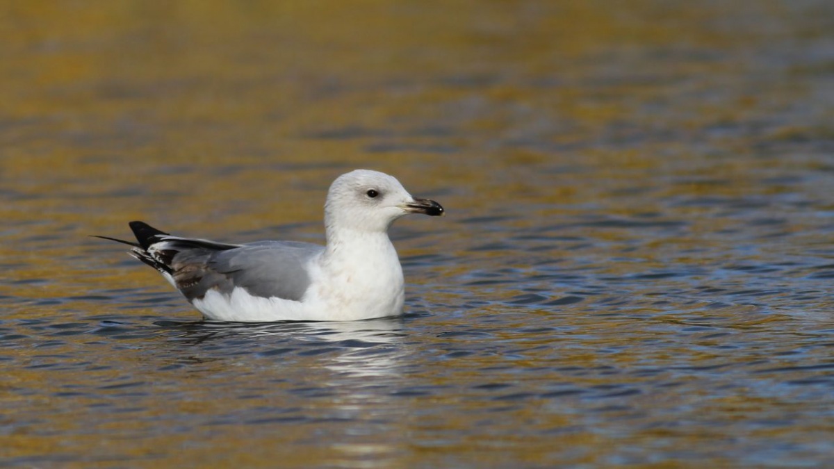 Armenian Gull