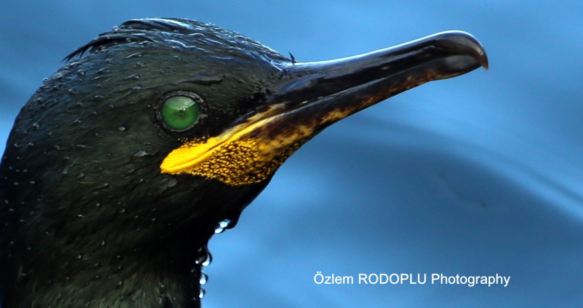 European Shag