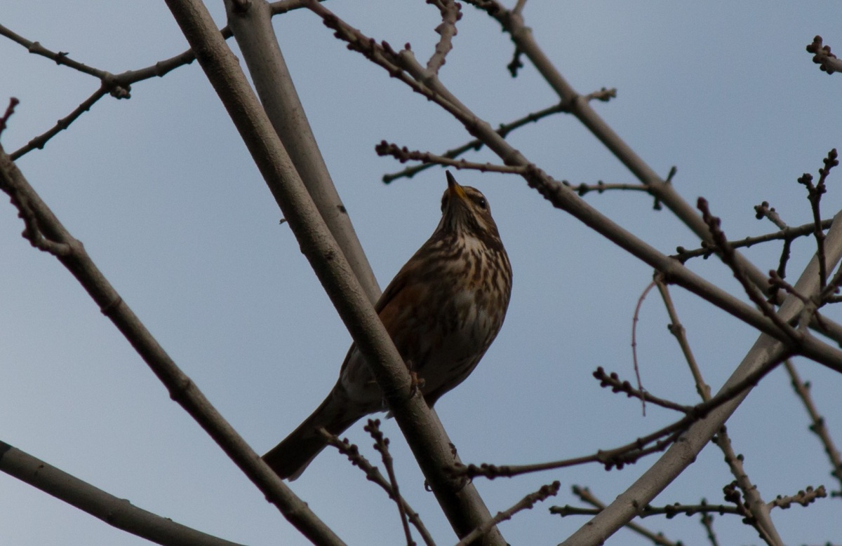 Redwing