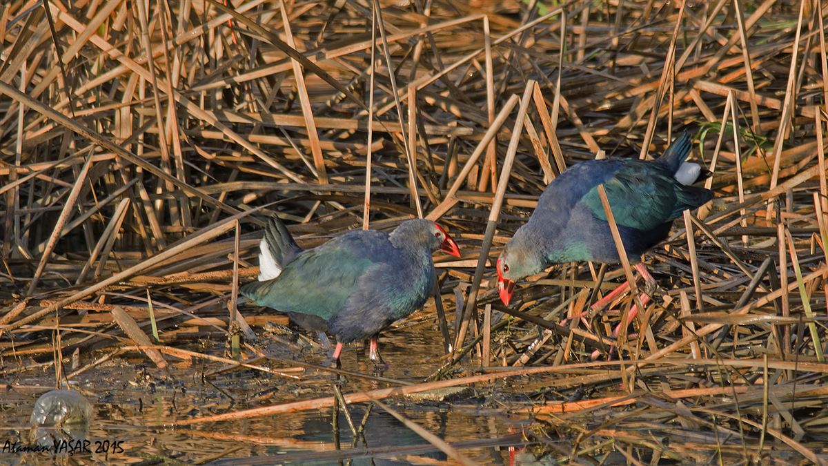 Grey-headed Swamphen