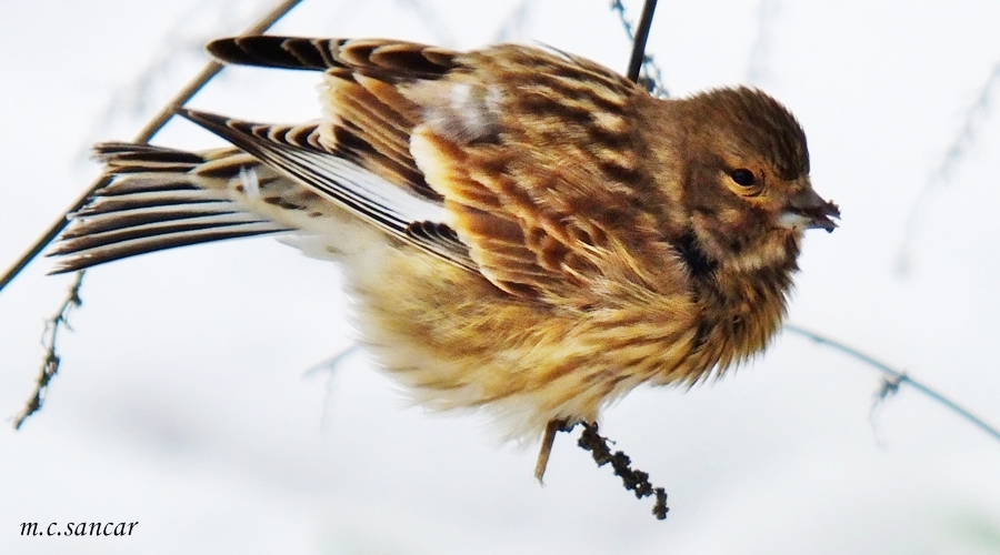 Common Linnet