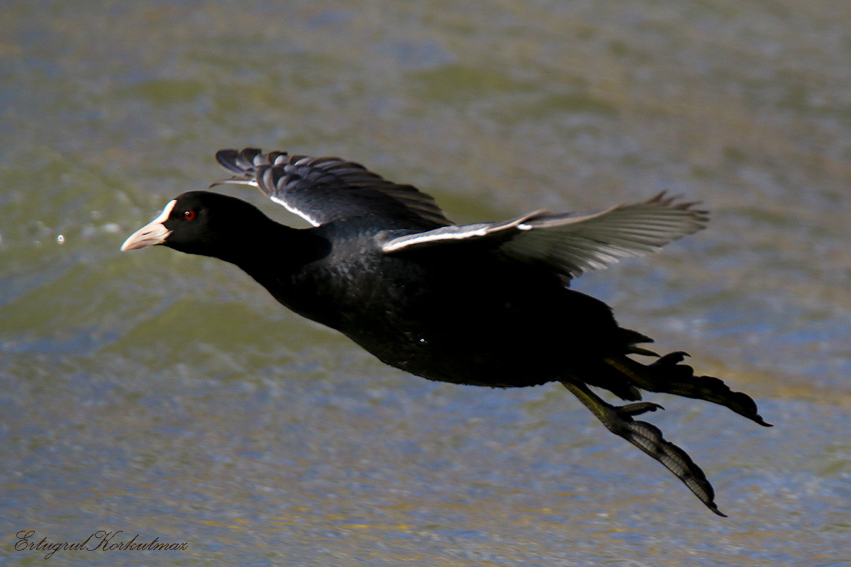 Eurasian Coot