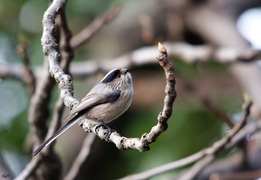 Long-tailed Tit