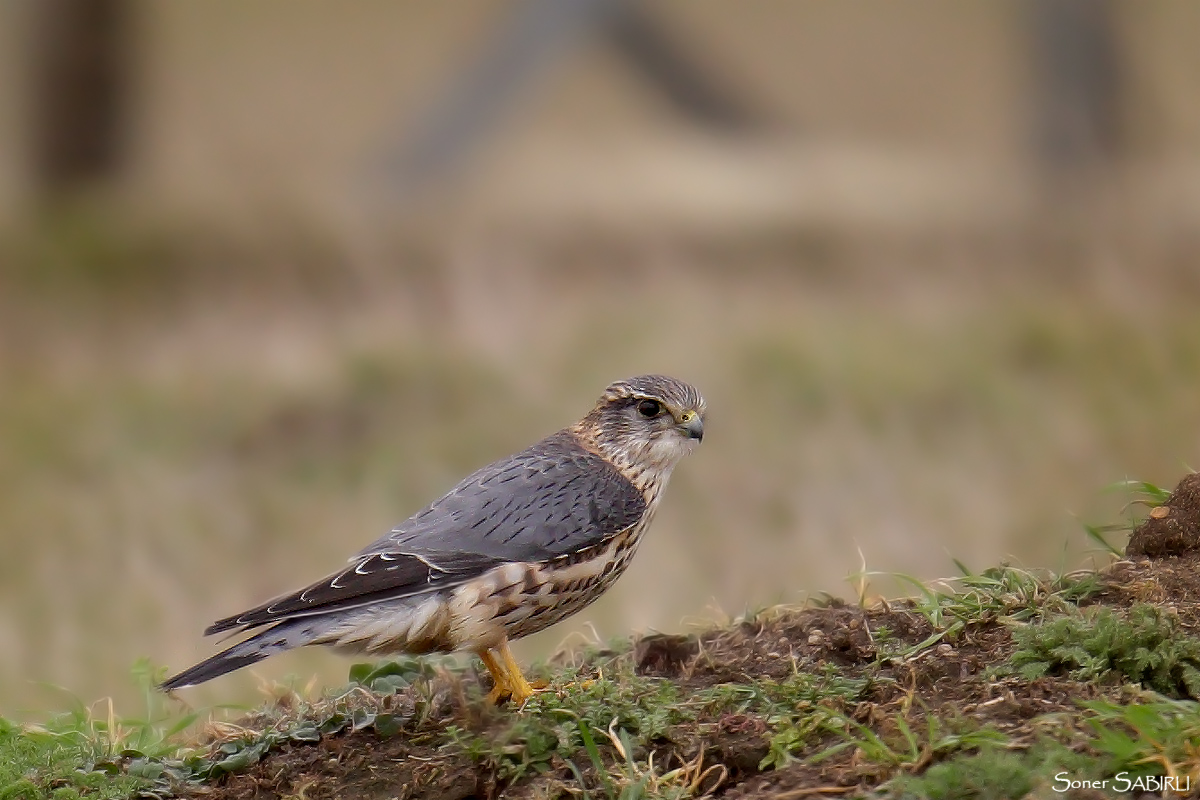 Merlin
