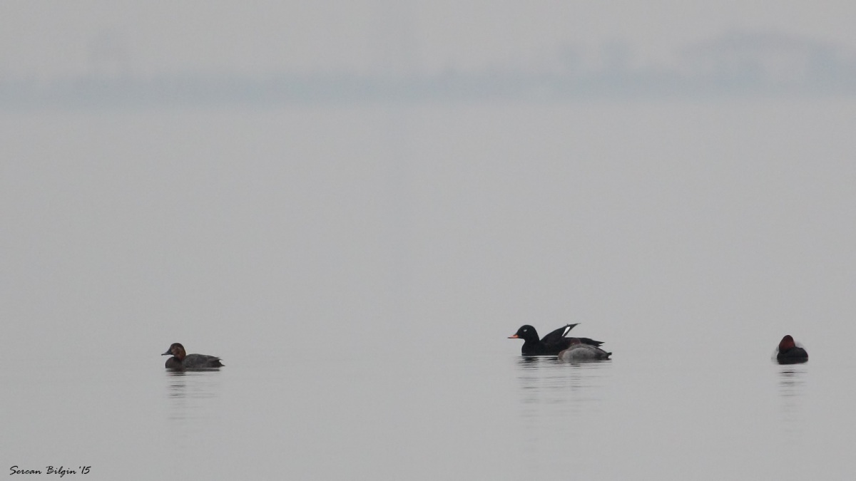 Velvet Scoter
