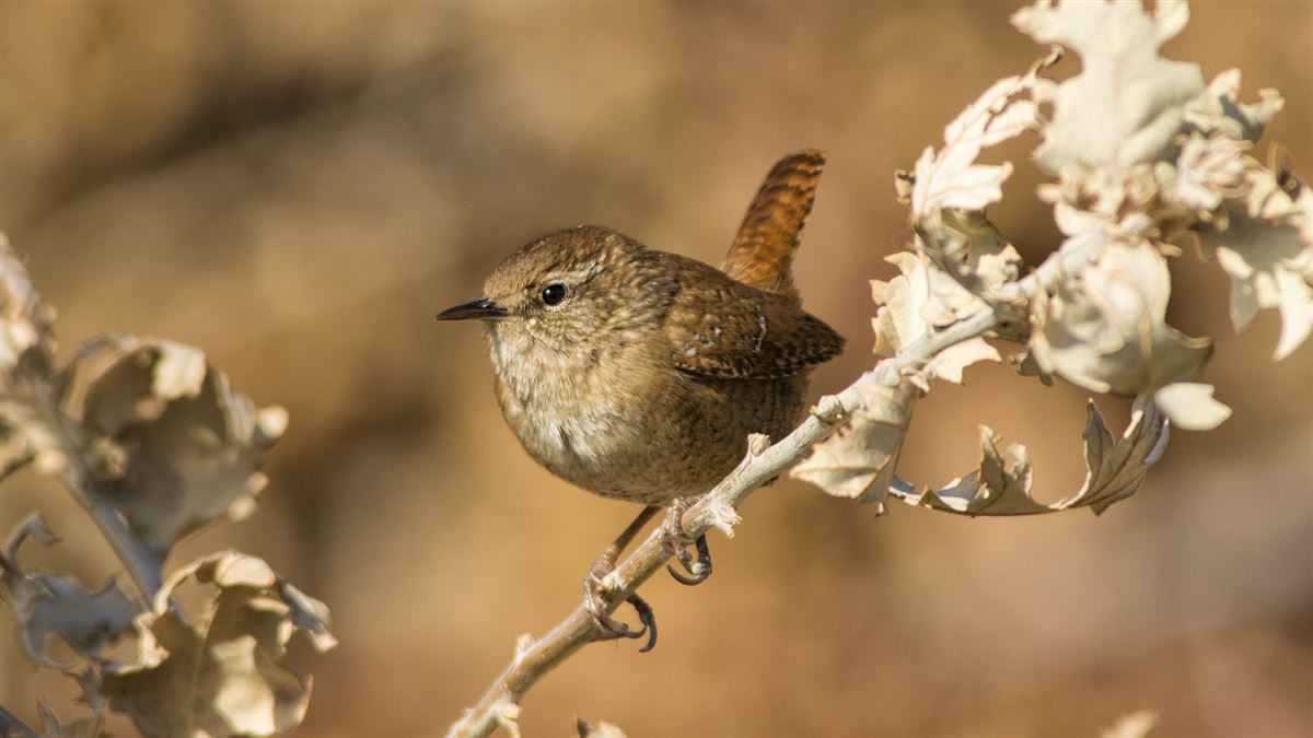 Eurasian Wren
