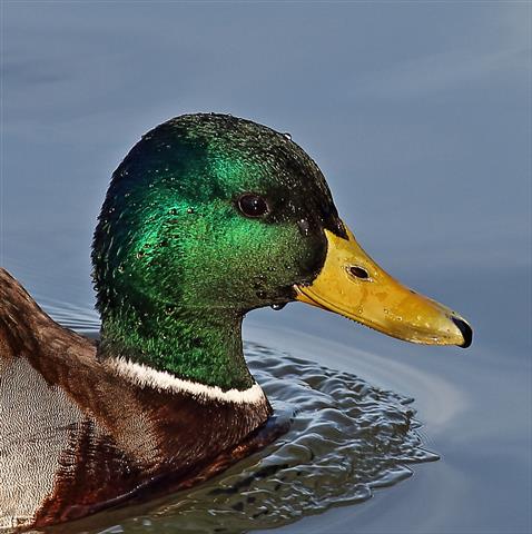 Mallard
