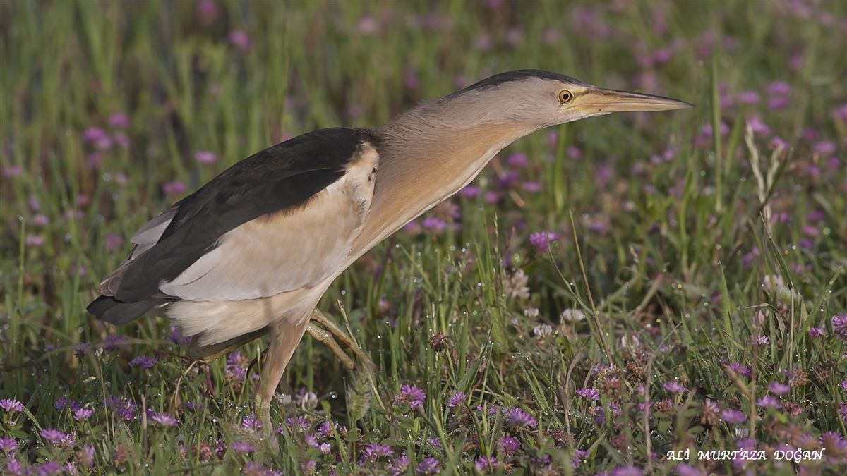 Little Bittern