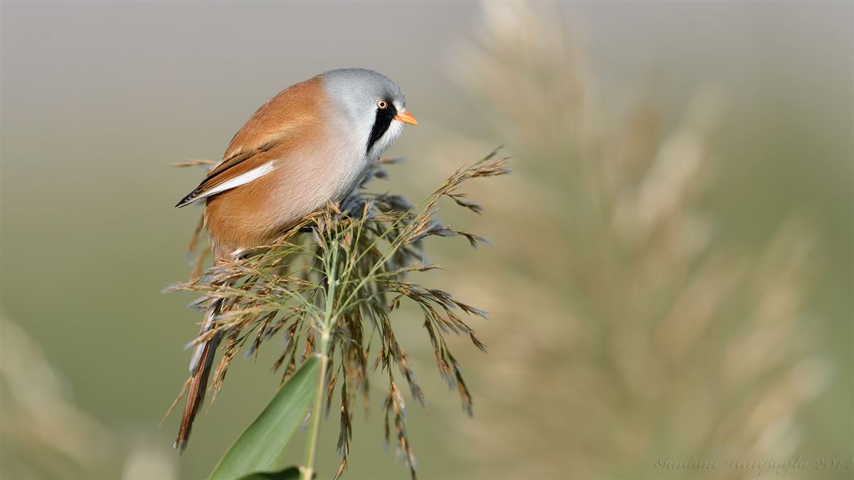 Bearded Reedling