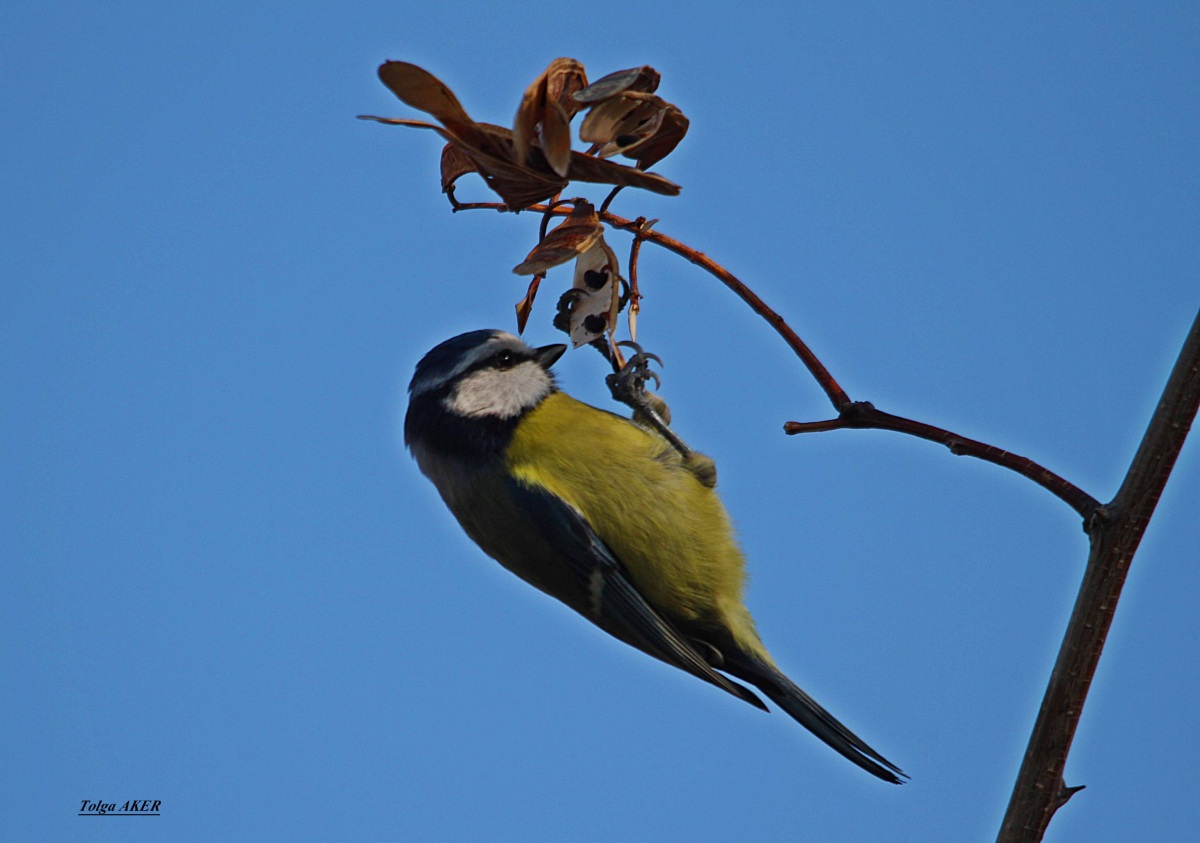 Eurasian Blue Tit