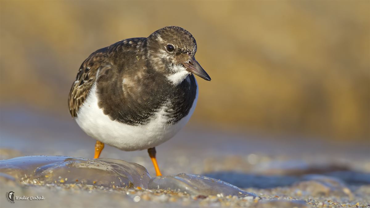 Ruddy Turnstone