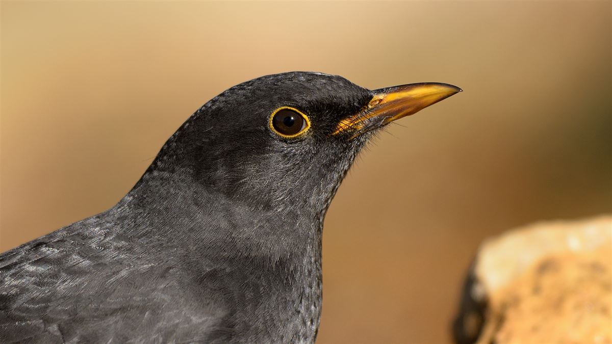 Common Blackbird