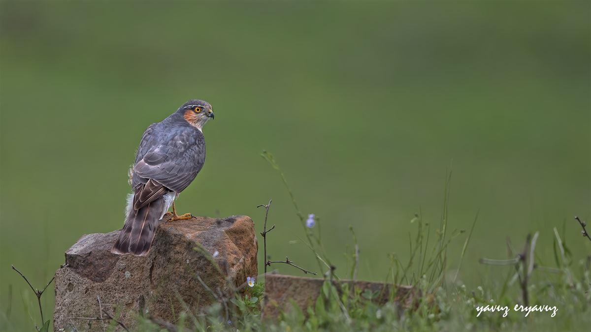 Eurasian Sparrowhawk