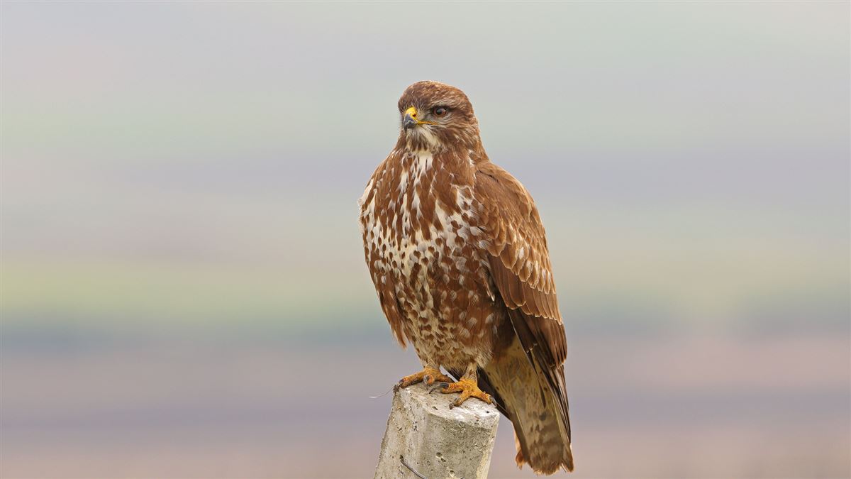 Common Buzzard