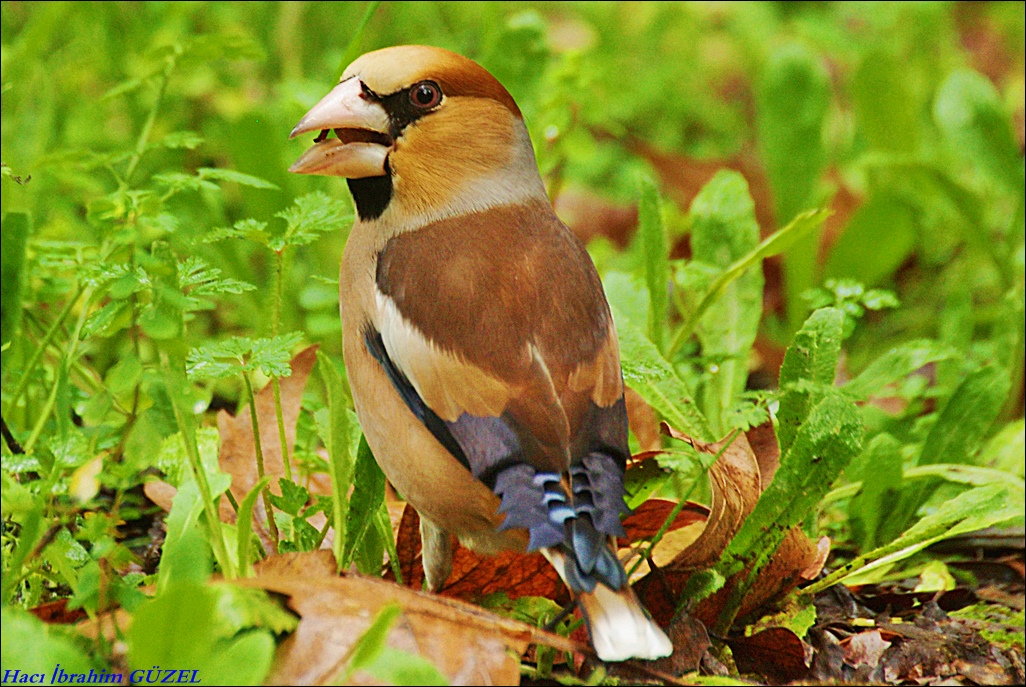 Hawfinch