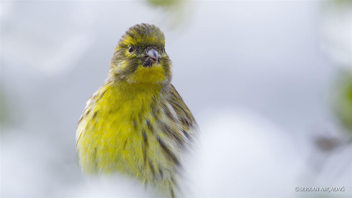 European Serin