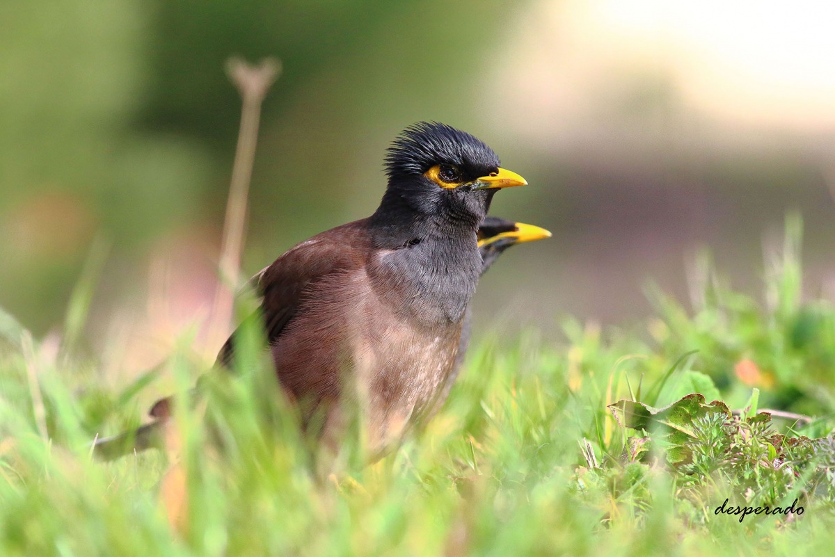 Common Myna