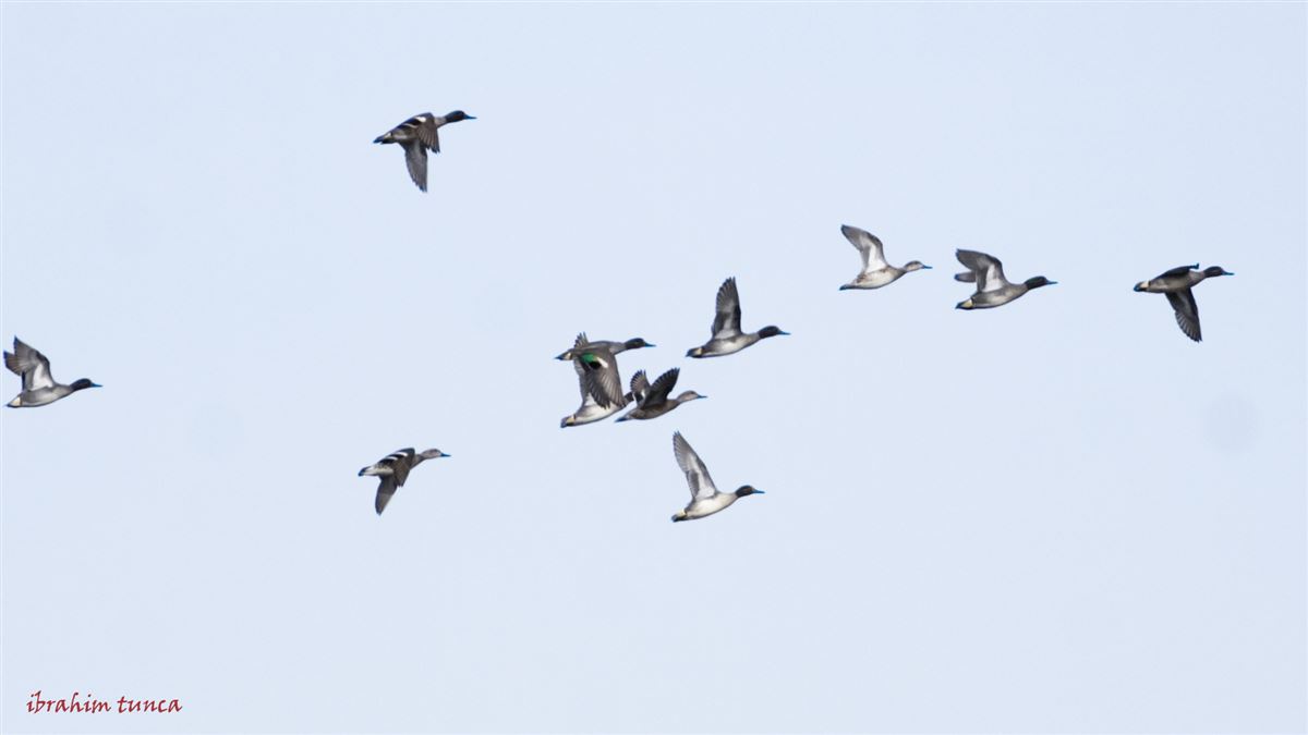 Eurasian Teal
