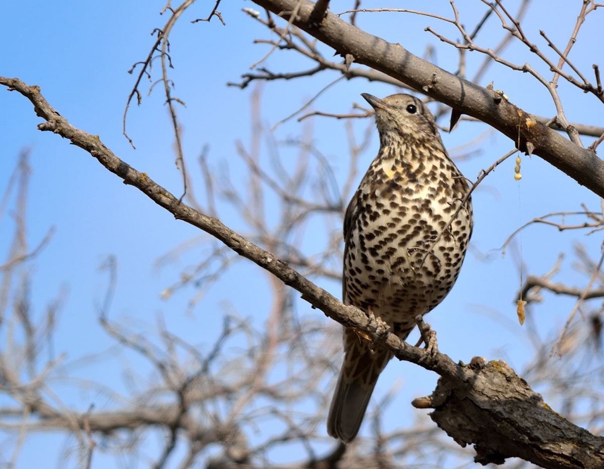 Mistle Thrush
